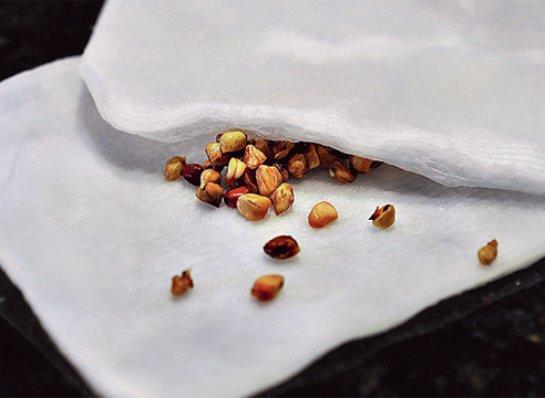 Как вырастить гибискус из семян в домашних условиях?