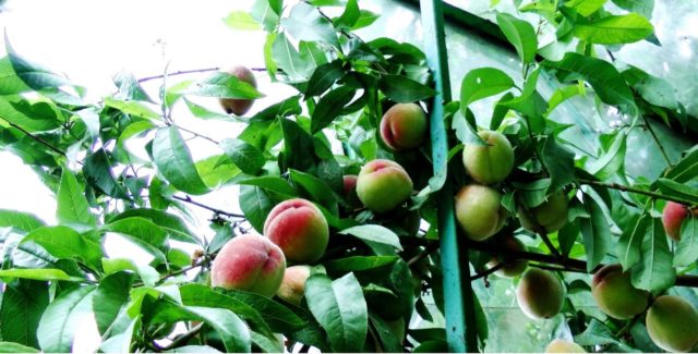 Как выращивать персик в открытом грунте и ухаживать за ним