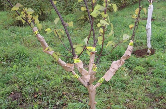 Как выращивать персик в открытом грунте и ухаживать за ним