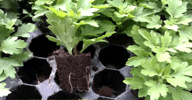 Как вырастить крепкие кустовые хризантемы