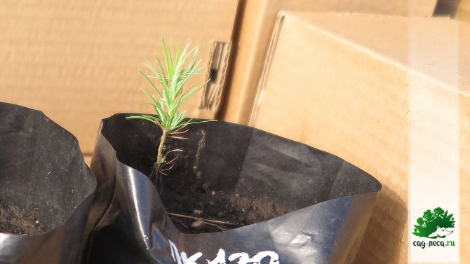 Как вырастить лиственницу из семян в домашних условиях