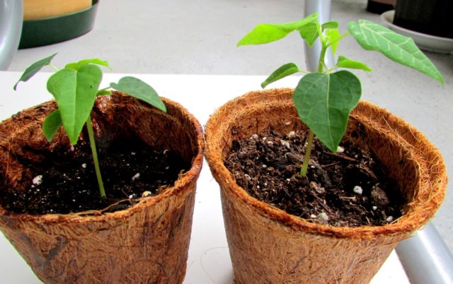 Как вырастить папайю из семян в домашних условиях