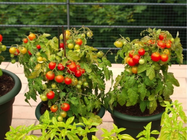 Как вырастить рассаду томатов на балконе