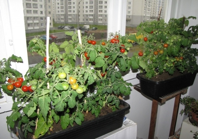 Как вырастить рассаду томатов на балконе