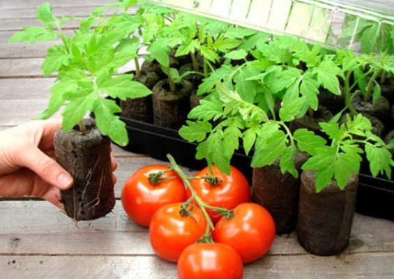 Как вырастить рассаду томатов в городской квартире: опыт практиков и советы новичкам