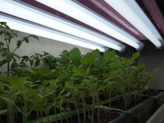 Как вырастить рассаду томатов в городской квартире: опыт практиков и советы новичкам