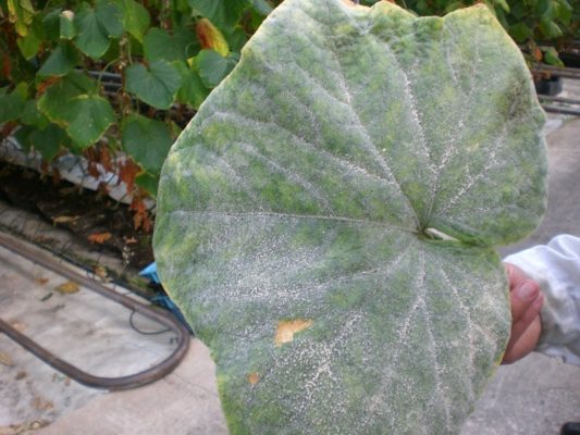 Как вырастить вкусные дыни в теплице: советы по сортовой селекции и агротехнике