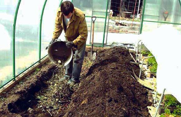 Как вырастить вкусные дыни в теплице: советы по сортовой селекции и агротехнике
