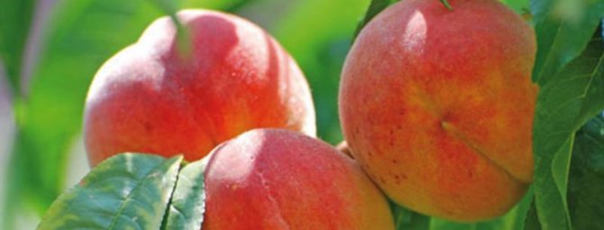Как вырастить вкусные кардинальные персики