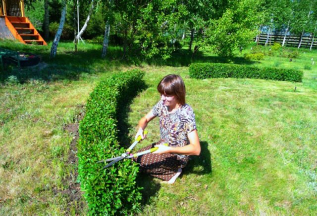 Как сажать и ухаживать за блестящей живой изгородью из кизильника