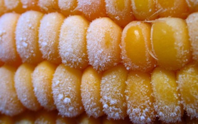 Как заморозить кукурузу на зиму: початки и зерна