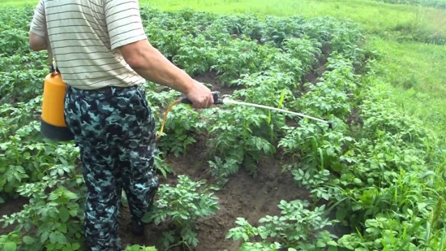 Как гербицид для лечения картофеля от сорняков
