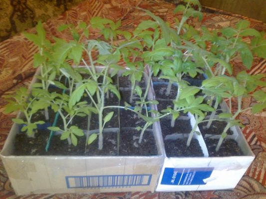 Как можно вырастить рассаду томатов