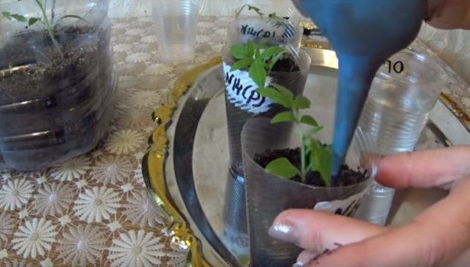 Как можно вырастить рассаду томатов