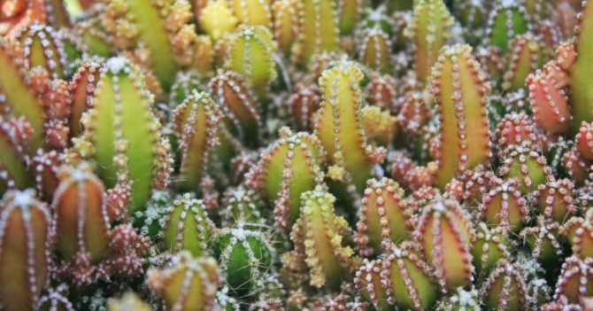 Кактус цереус: популярные виды растений и уход за ними в домашних условиях