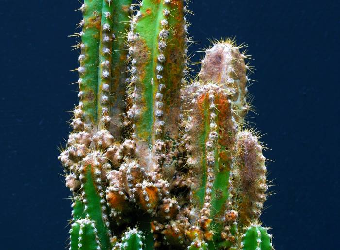 Кактус цереус: популярные виды растений и уход за ними в домашних условиях
