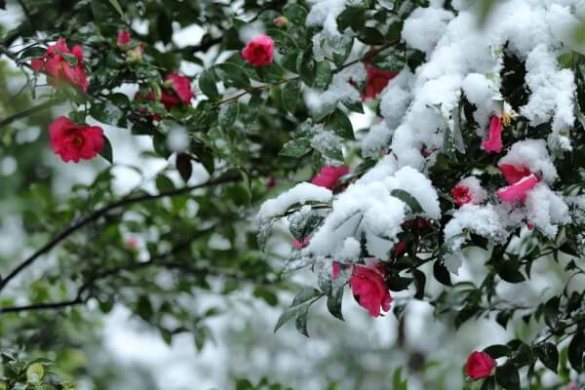 Какие температуры ниже нуля выдерживают розы. Сколько градусов мороза выдерживают непокрытые розы