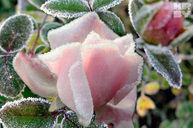 Какие температуры ниже нуля выдерживают розы. Сколько градусов мороза выдерживают непокрытые розы