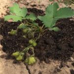 Какая почва любит клубнику: как подготовить почву и ухаживать за ней после посадки
