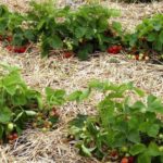 Какая почва любит клубнику: как подготовить почву и ухаживать за ней после посадки