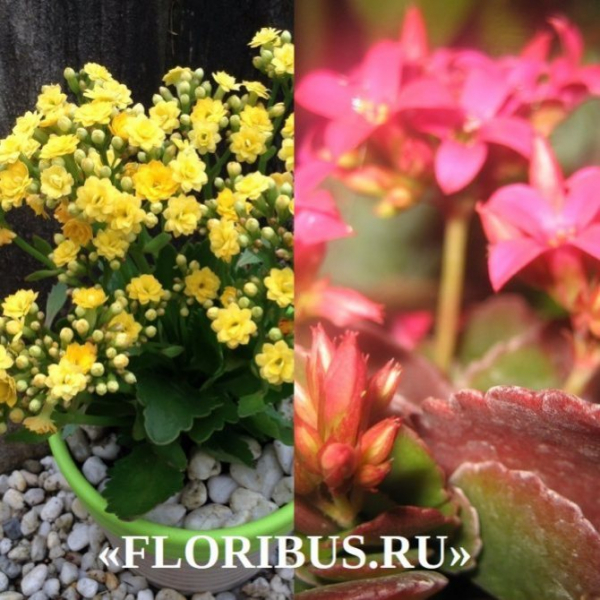 Каланхоэ Блоссфельд: 3 условия для пышного цветения