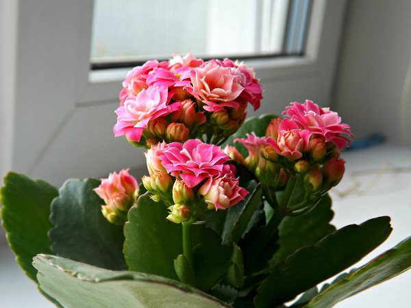 Каланхоэ Блоссфельд: 3 условия для пышного цветения