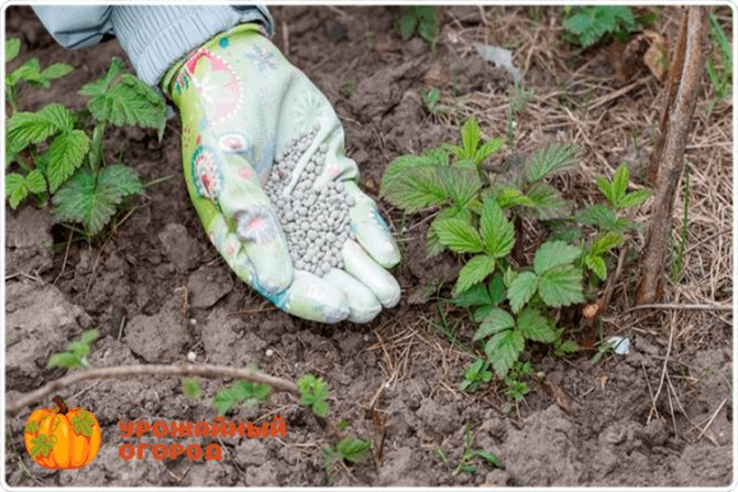 Калимагнезия - применение удобрений в саду и на огороде, правила внесения осенью, весной и летом