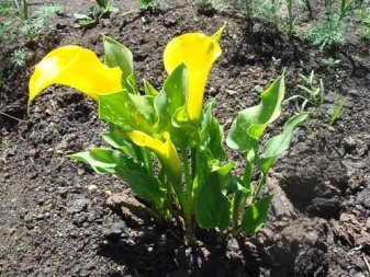 Каллы садовые: фото с описанием, особенностями ухода, секретами выращивания и рекомендациями цветоводов