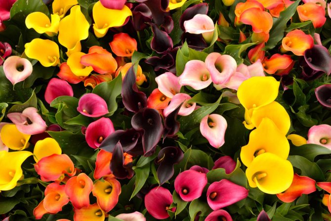 Каллы садовые: фото с описанием, особенностями ухода, секретами выращивания и рекомендациями цветоводов