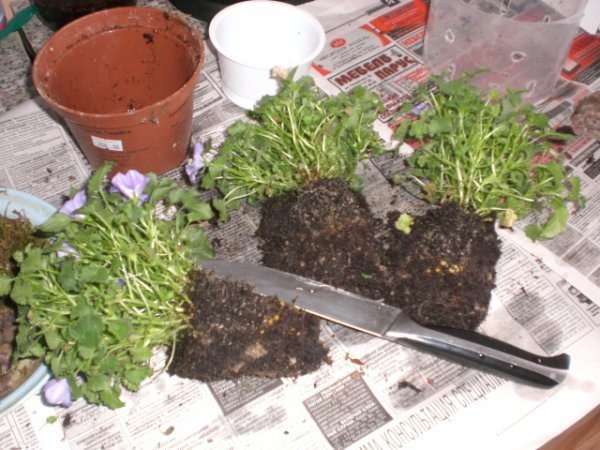Уход колокольчика в домашних условиях: посев, выращивание из семян, размножение, что делать, если он засох?