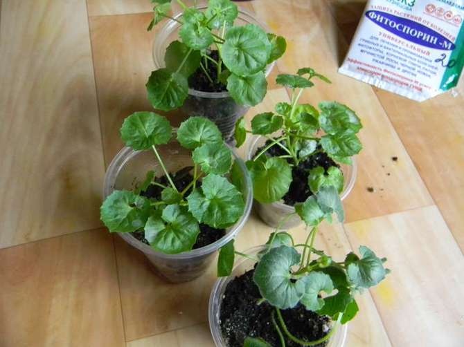 Уход колокольчика в домашних условиях: посев, выращивание из семян, размножение, что делать, если он засох?