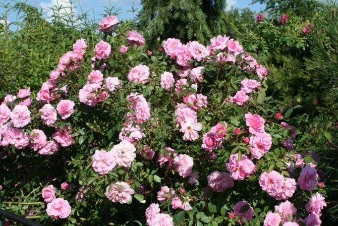 Канадские розы - лучшие сорта, посадка и уход в открытом грунте