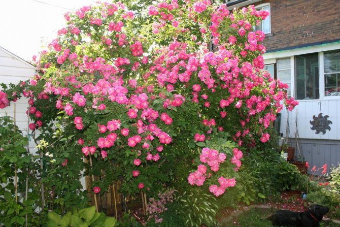 Канадские розы - лучшие сорта, посадка и уход в открытом грунте
