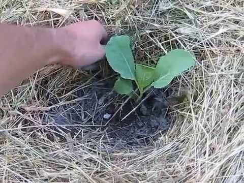 Капуста - самые удачные варианты посадки капусты