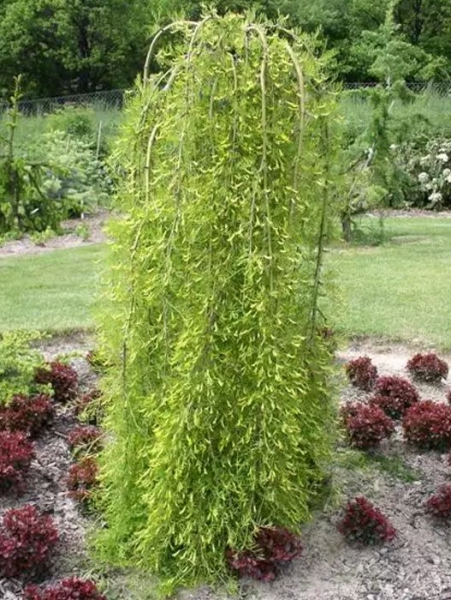 Pendula arborea caragana (Pendula) (стебель 100 см)