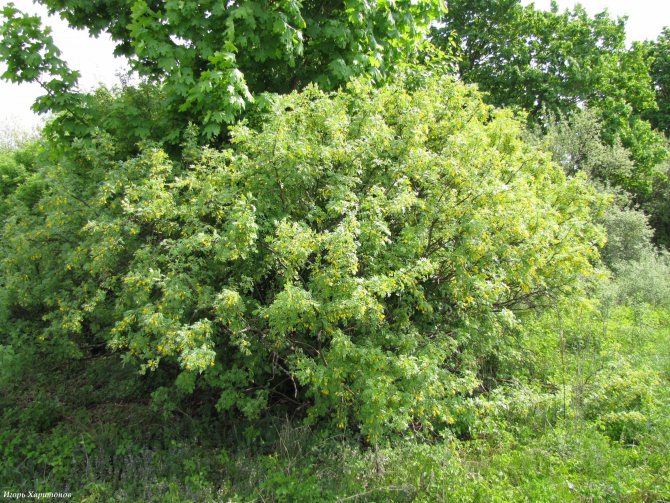 Pendula arborea caragana (Pendula) (стебель 100 см)