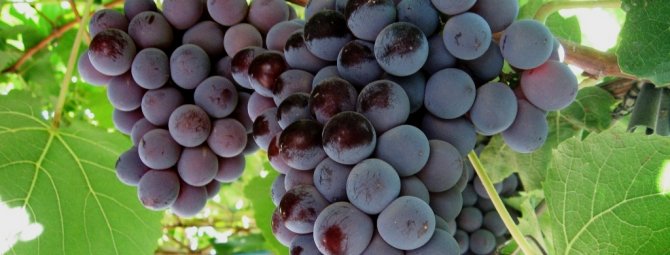 Кардинал - восхитительный калифорнийский сорт винограда