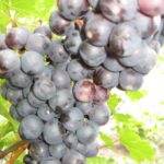 Кардинал - восхитительный калифорнийский сорт винограда