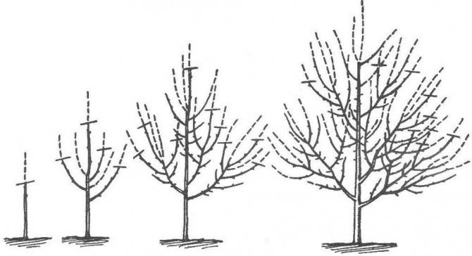 Карликовые деревья для дачи - залог высоких урожаев
