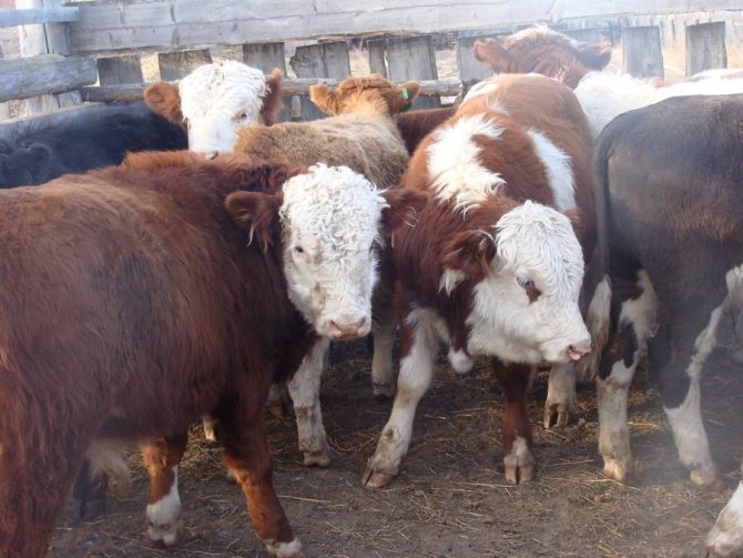 Казахская порода белоголовых коров: описание, уход и питание
