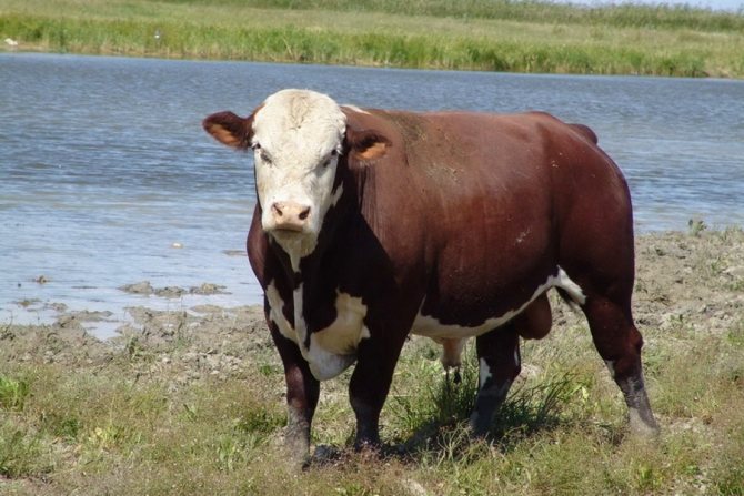 Казахская порода белоголовых коров: описание, уход и питание