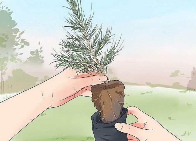 Кедр из грецкого ореха в домашних условиях - как вырастить лес из шишки