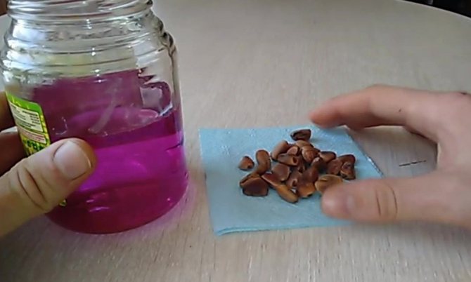 Кедр из грецкого ореха в домашних условиях - как вырастить лес из шишки