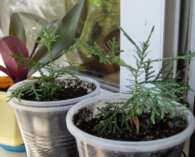 Кипарисовик - уход за комнатным растением в домашних условиях