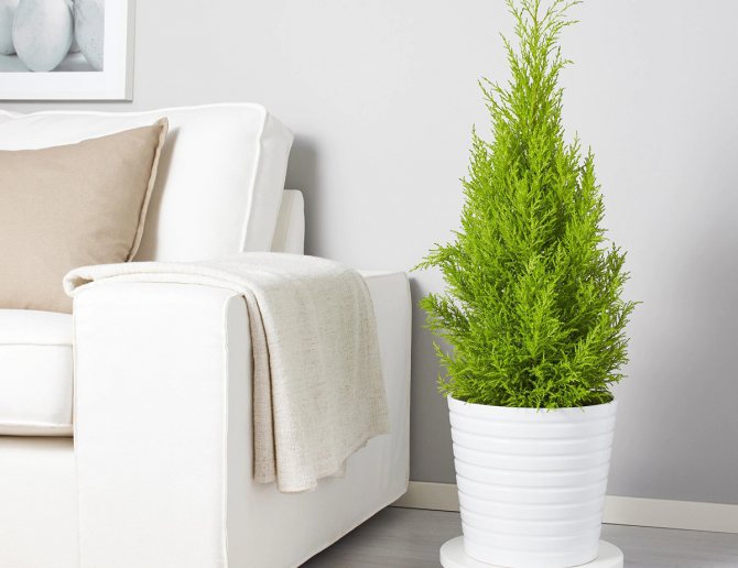 Кипарисовик - уход за комнатным растением в домашних условиях