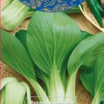 Китайская капуста пак чой: сорта, характеристика, выращивание и сборка