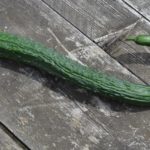 Китайский огурец - удивительный сорт привычного овоща