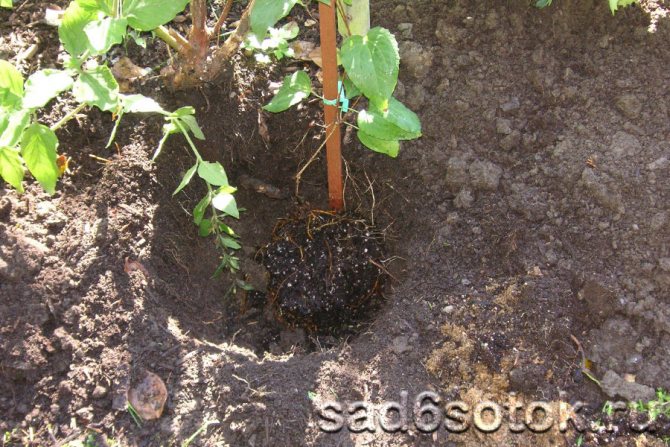 Клематисы - выращивание, размножение, посадка и уход в открытом грунте
