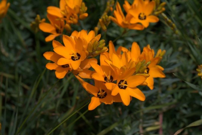 Иксия клубнелуковица тропический цветок: посадка и уход в открытом грунте, фото, полив, подкормка и удобрения