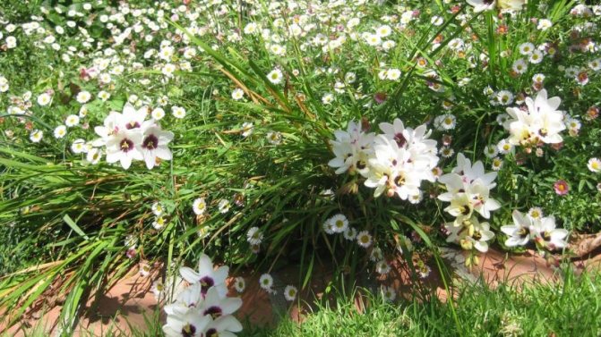 Иксия клубнелуковица тропический цветок: посадка и уход в открытом грунте, фото, полив, подкормка и удобрения